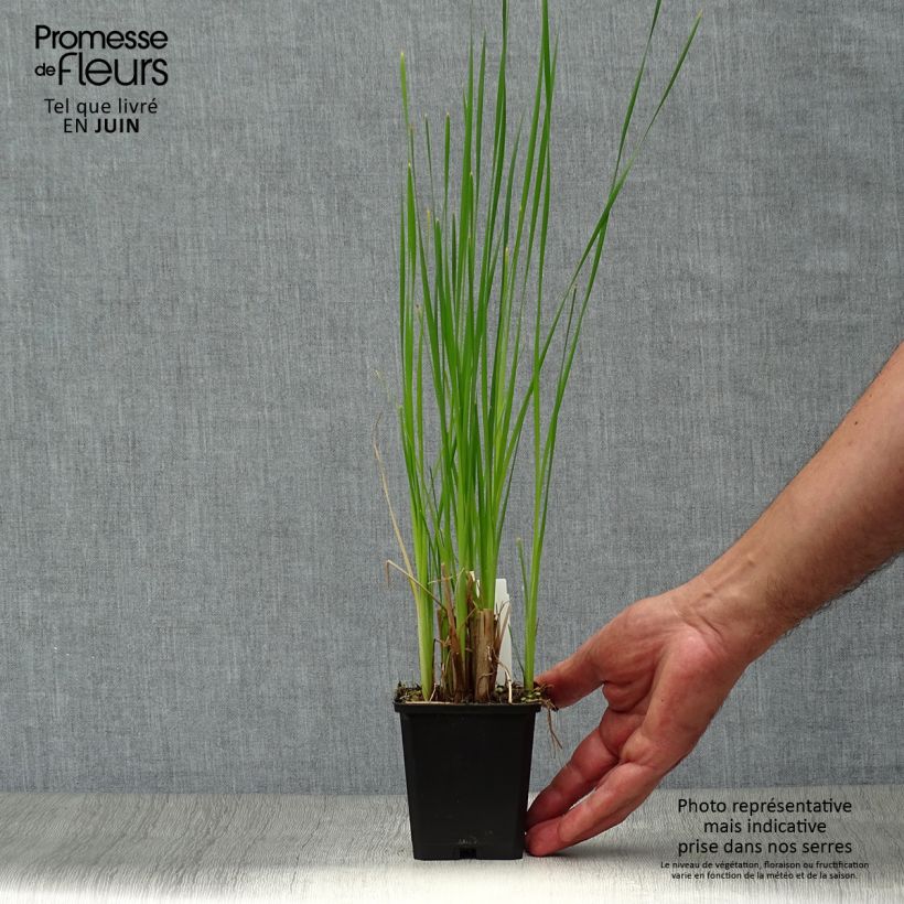Exemplar von Typha latifolia - Breitblättriger Rohrkolben Kleine Töpfe von 8/9 cm wie im Sommer geliefert