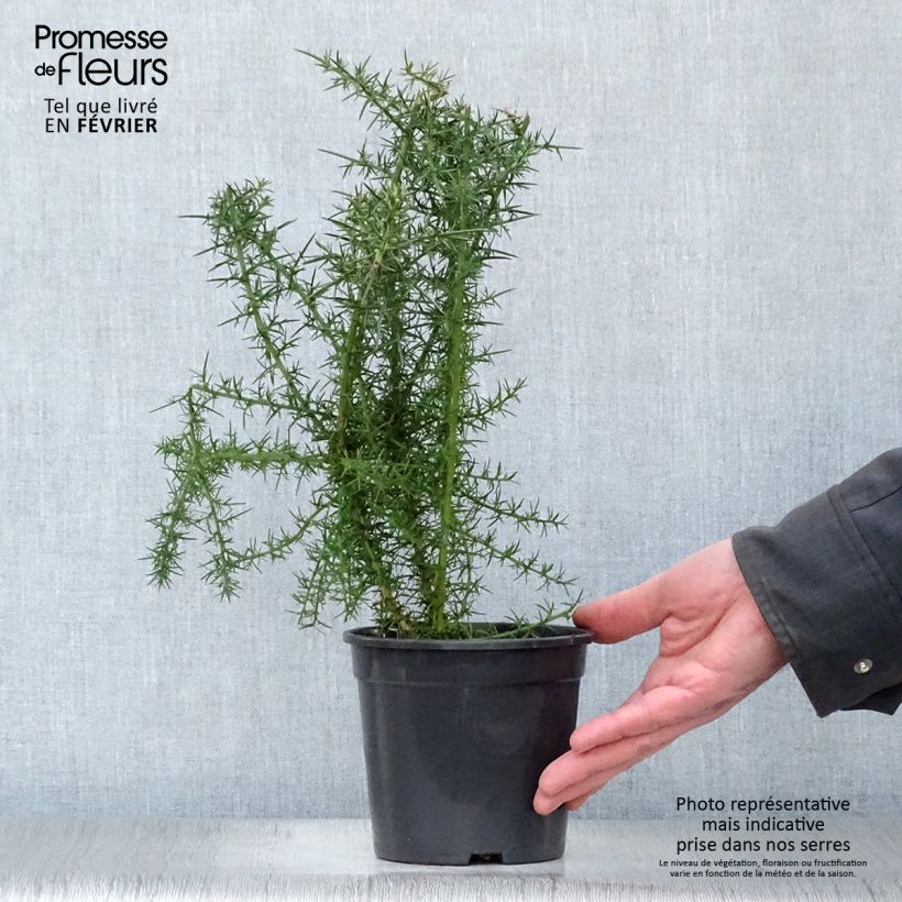 Exemplar von Ulex europaeus - Europäischer Stechginster Topf mit 1L/1,5L wie im Winter geliefert