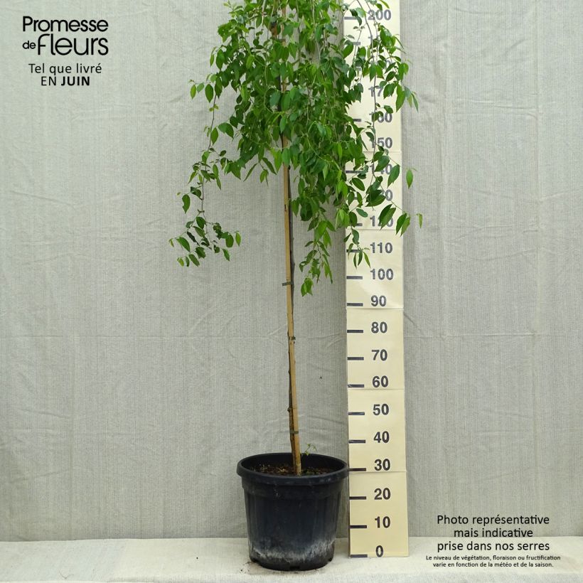 Exemplar von Feldulme Pendula - Ulmus carpinifolia Topf mit 30L/35L wie im Sommer geliefert