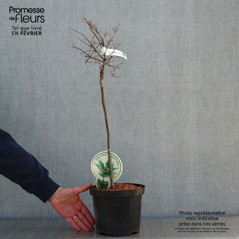 Exemplar von Holländische Ulme Jacqueline Hillier - Ulmus hollandica Topf mit 4L/5L wie im Winter geliefert