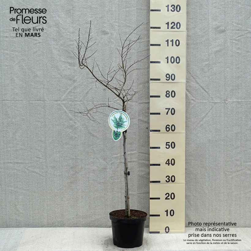 Exemplar von Holländische Ulme Jacqueline Hillier - Ulmus hollandica Topf mit 4L/5L wie im Winter geliefert