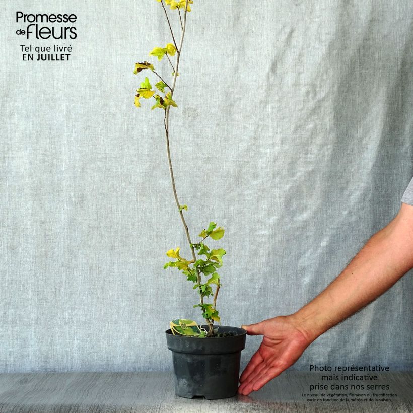 Exemplar von Holländische Ulme Wredei - Ulmus hollandica Topf mit 3L/4L wie im Sommer geliefert