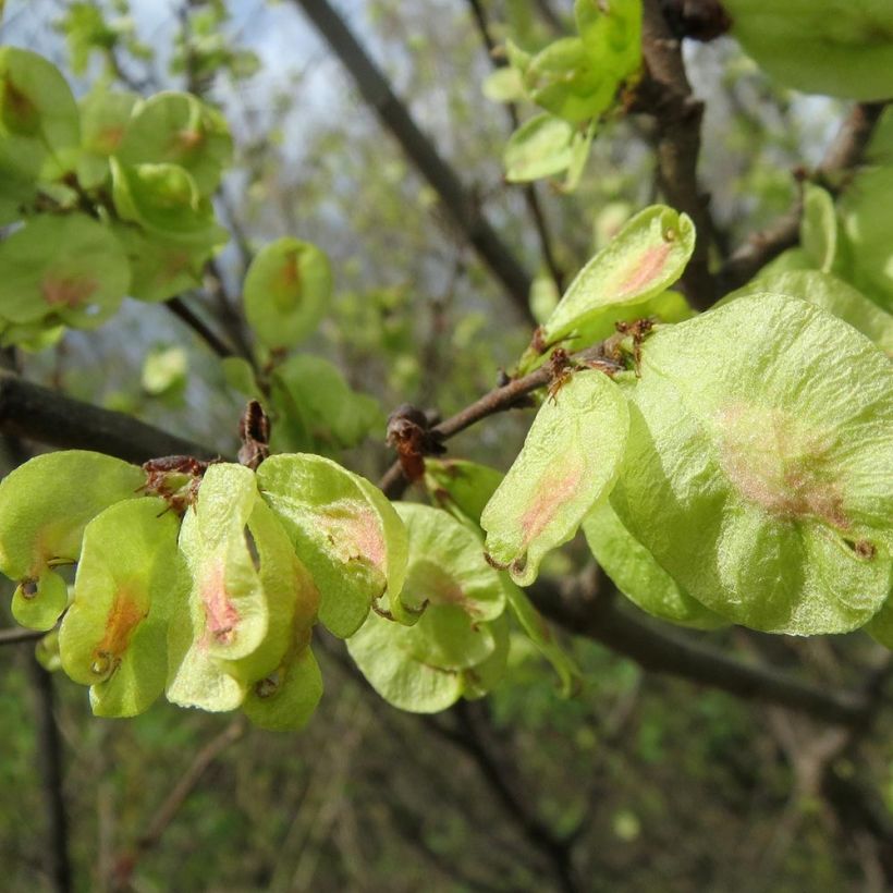 Feld-Ulme - Ulmus minor (Ernte)