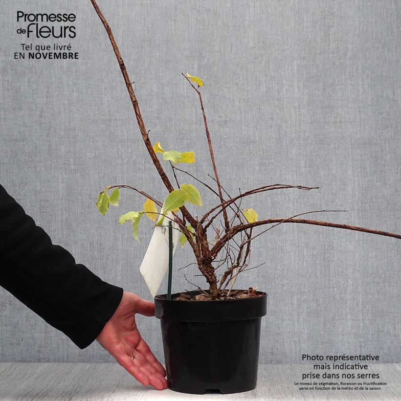 Exemplar von Kork-Ulme - Ulmus minor suberosa Topf mit 3L/4L wie im Herbst geliefert