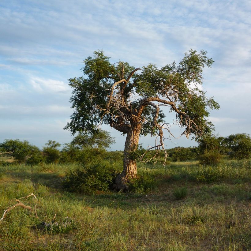 Zwerg-Ulme - Ulmus pumila (Hafen)