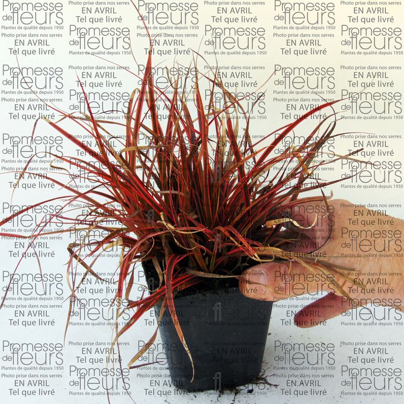 Beispiel eines Exemplars von Uncinia rubra Belinda's Find - Mahagonigras Kleine Töpfe von 8/9 cm wie geliefert