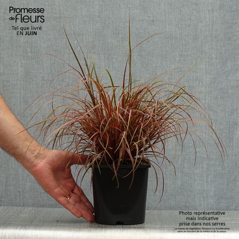 Exemplar von Uncinia rubra Everflame - Mahagonigras Topf mit 2L/3L wie im Sommer geliefert