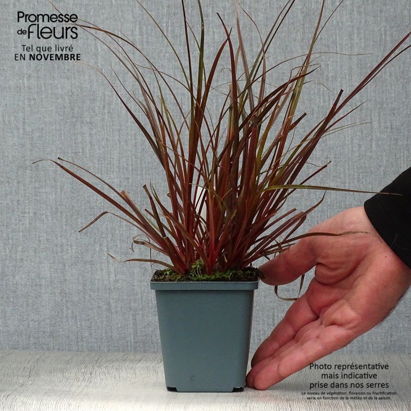 Exemplar von Uncinia rubra - Mahagonigras Kleine Töpfe von 8/9 cm wie im Herbst geliefert