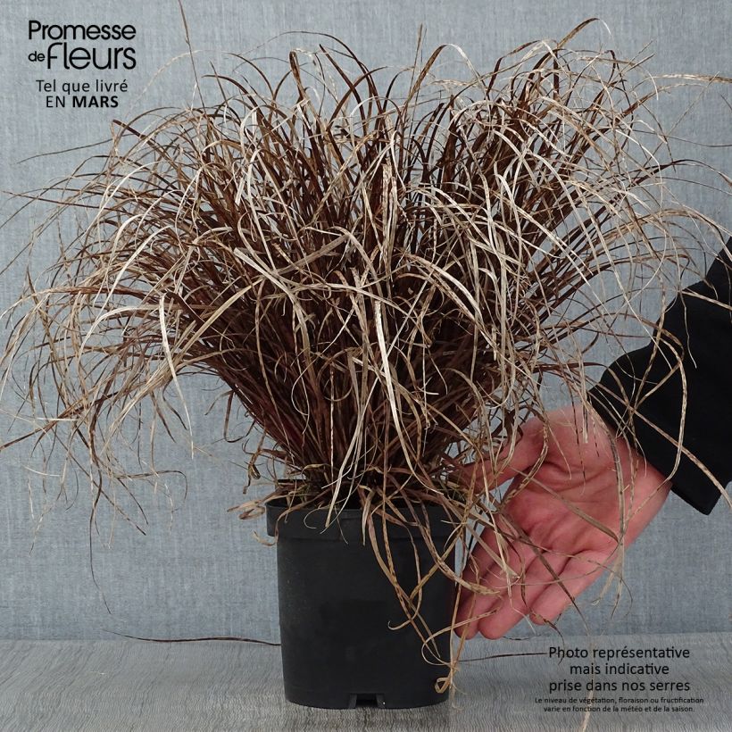 Exemplar von Uncinia rubra - Mahagonigras Topf mit 2L/3L wie im Winter geliefert