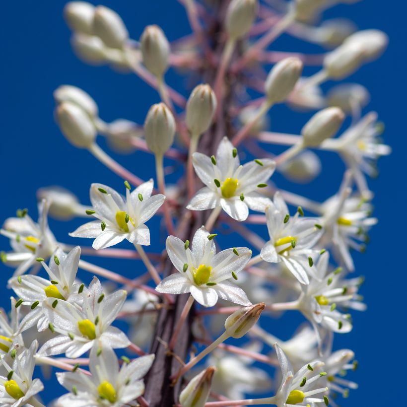 Meerzwiebel - Urginea maritima (Blüte)