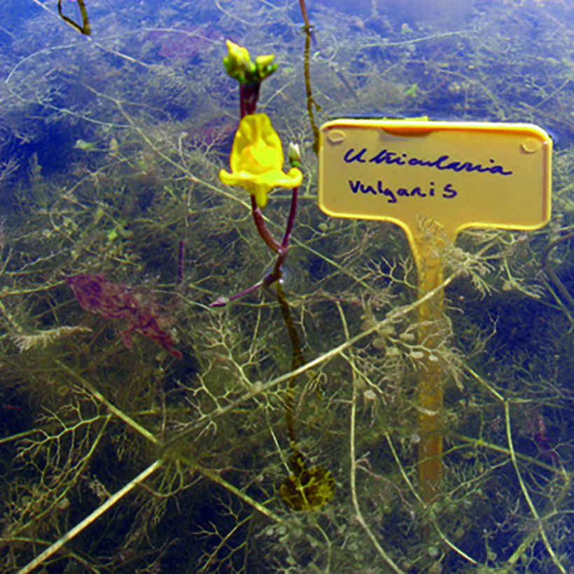 Utricularia vulgaris - Gemeiner Wasserschlauch (Hafen)