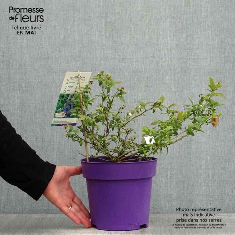 Exemplar von Amerikanische Blaubeere Tophat - Vaccinium Topf mit 4L/5L, Strauch wie im Frühjahr geliefert