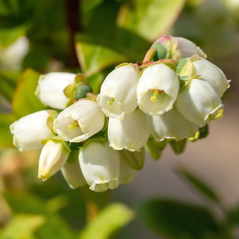 Amerikanische Blaubeere Brigitta - Vaccinium corymbosum (Blüte)