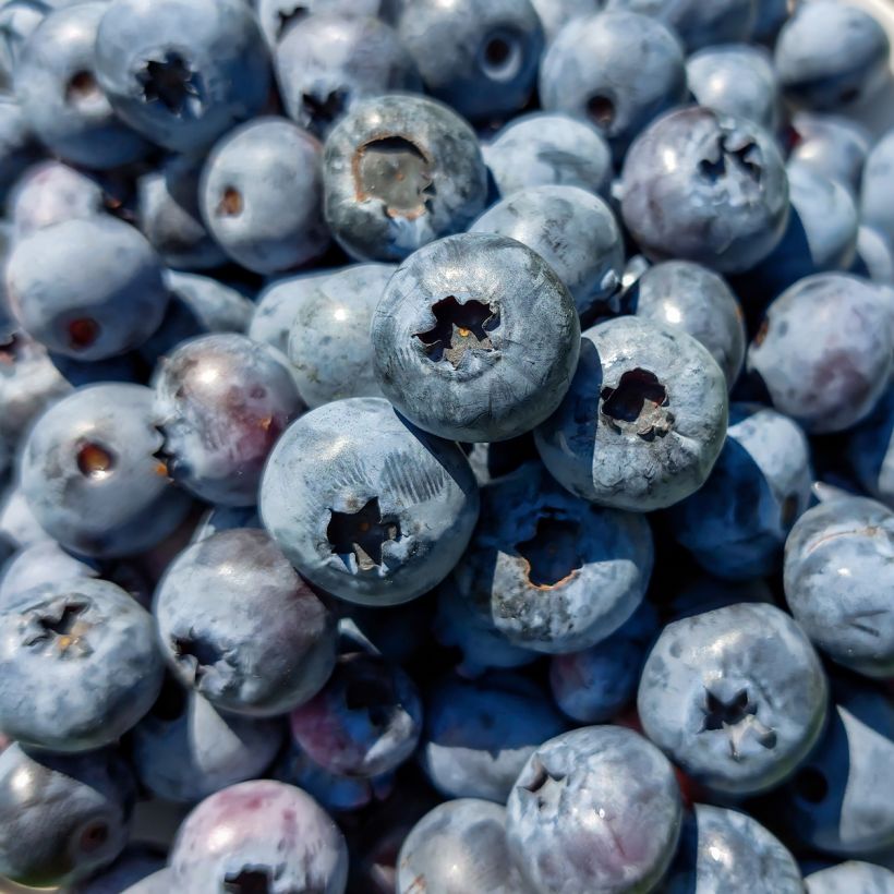 Amerikanische Blaubeere Brigitta - Vaccinium corymbosum (Ernte)