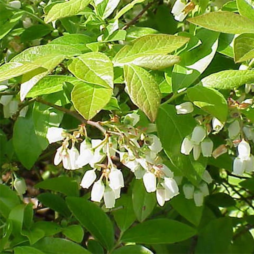 Amerikanische Blaubeere Chandler - Vaccinium corymbosum (Blüte)