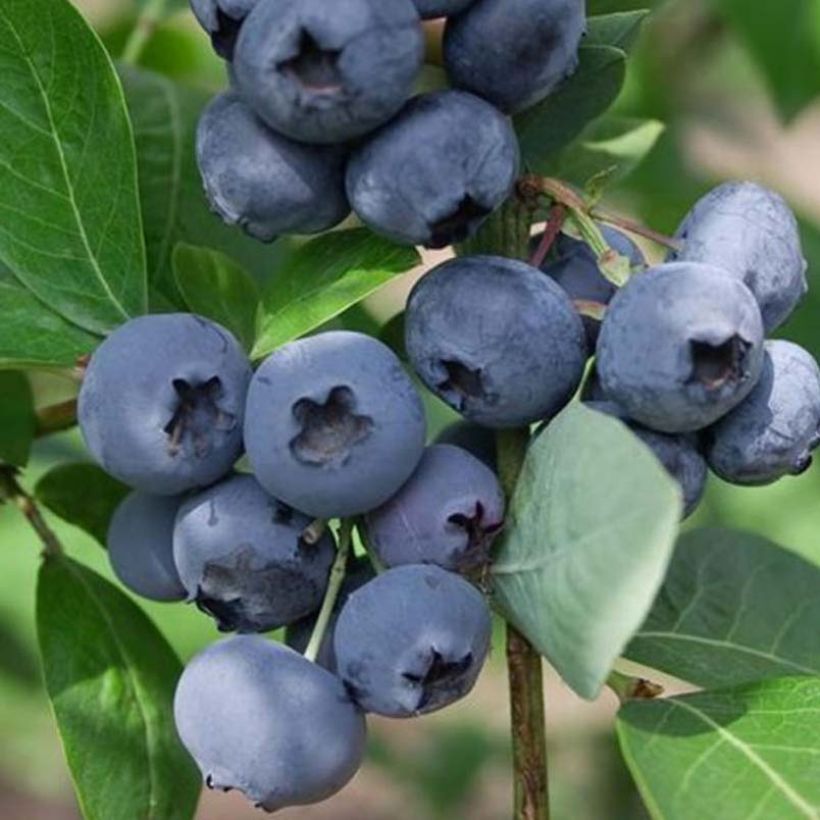 Amerikanische Blaubeere Chandler - Vaccinium corymbosum (Ernte)
