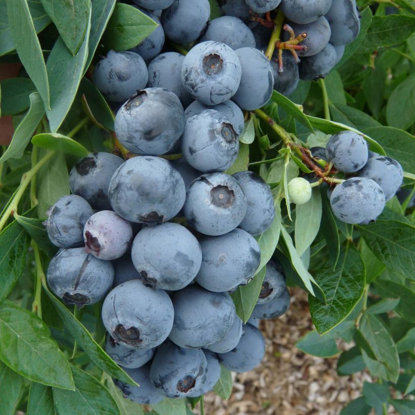 Amerikanische Blaubeere Sunshine Blue - Vaccinium corymbosum (Ernte)
