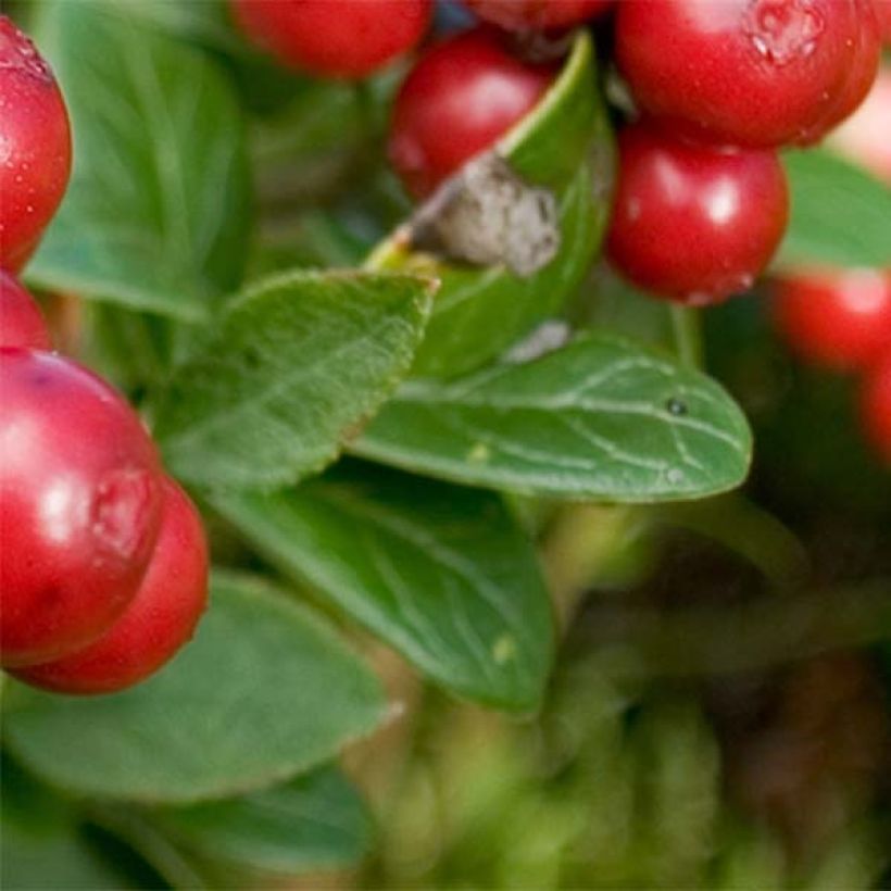 Preiselbeere Red Candy - Vaccinium vitis-idaea (Laub)