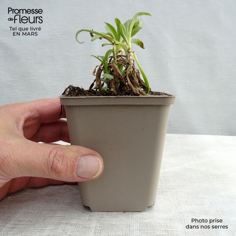 Exemplar von Weißblühende Spornblume Albus - Centranthus ruber Kleine Töpfe von 8/9 cm wie im Winter geliefert