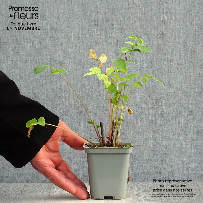 Exemplar von Echter Baldrian - Valeriana officinalis Kleine Töpfe von 8/9 cm wie im Herbst geliefert