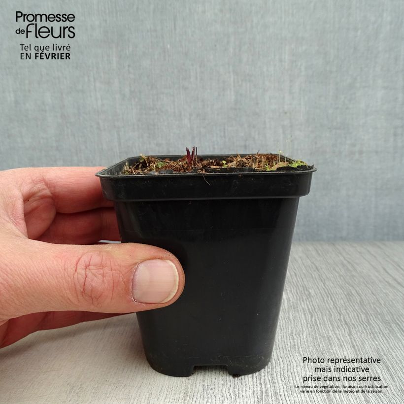 Exemplar von Echter Baldrian - Valeriana officinalis Kleine Töpfe von 8/9 cm wie im Winter geliefert