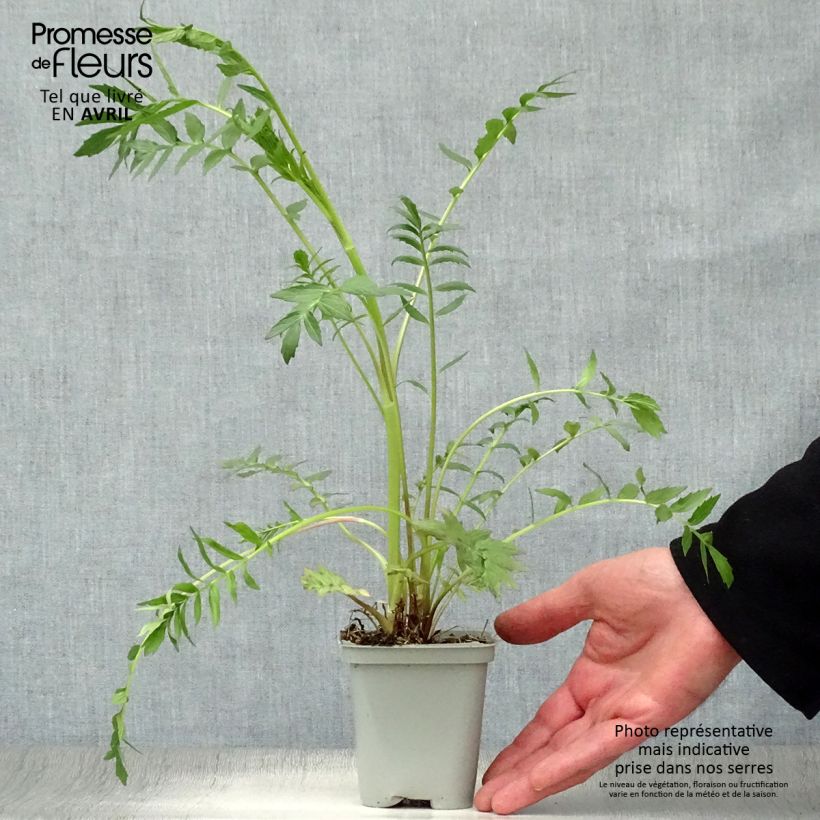 Exemplar von Echter Baldrian - Valeriana officinalis Kleine Töpfe von 8/9 cm wie im Frühjahr geliefert