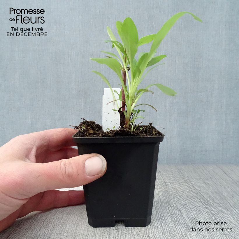 Exemplar von Rote Spornblume Coccineus - Centranthus ruber Kleine Töpfe von 8/9 cm wie im Winter geliefert