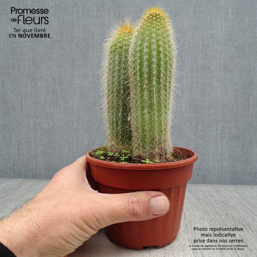 Exemplar von Vatricania guentheri - Säulenkaktus Topf 12 cm / 13 cm wie im Herbst geliefert