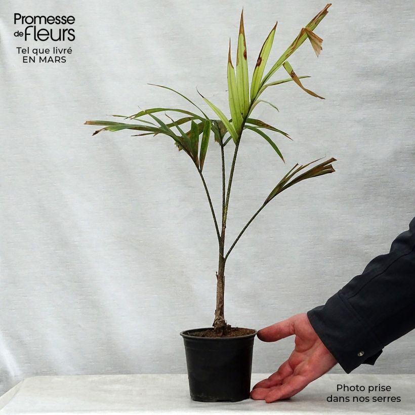 Exemplar von Veitchia joannis - Joannis-Palme Topf 12 cm / 13 cm wie im Frühjahr geliefert