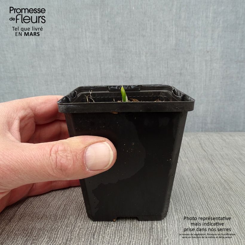 Exemplar von Veratrum nigrum - Schwarzer Germer Kleine Töpfe von 8/9 cm wie im Winter geliefert