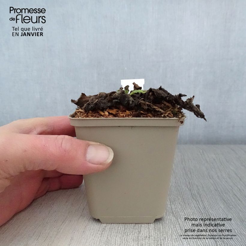 Exemplar von Verbascum Cotswold Queen - Königskerze Kleine Töpfe von 8/9 cm wie im Winter geliefert