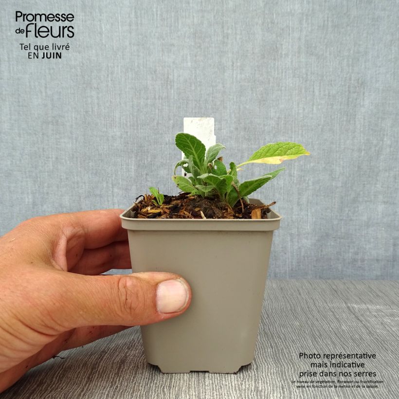 Exemplar von Verbascum Rosie - Königskerze Kleine Töpfe von 8/9 cm wie im Sommer geliefert