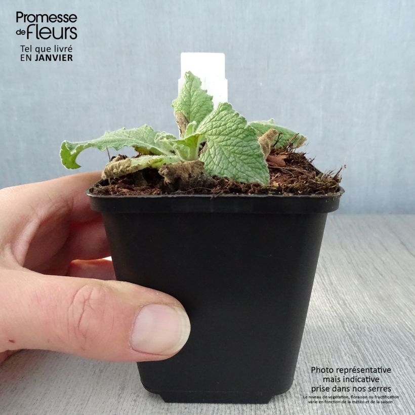 Exemplar von Verbascum Sugar Plum - Königskerze Kleine Töpfe von 8/9 cm wie im Winter geliefert