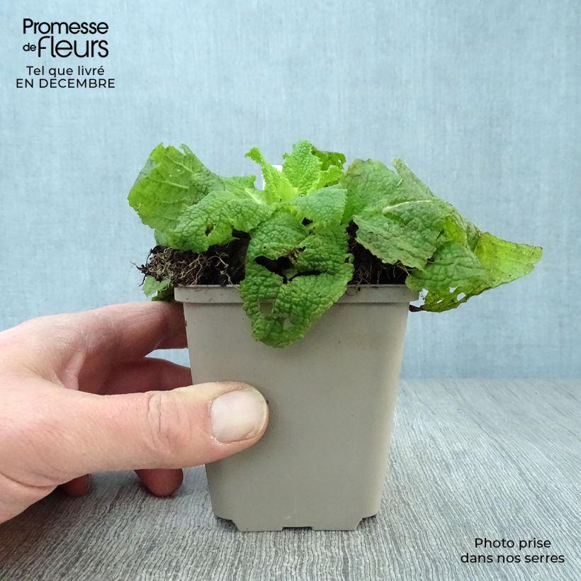 Exemplar von Verbascum chaixii White Domino - Österreichische Königskerze Kleine Töpfe von 8/9 cm wie im Winter geliefert