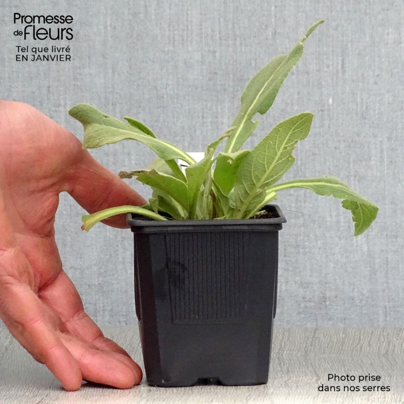 Exemplar von Verbascum olympicum - Olympischer Königskerzen Kleine Töpfe von 8/9 cm wie im Winter geliefert