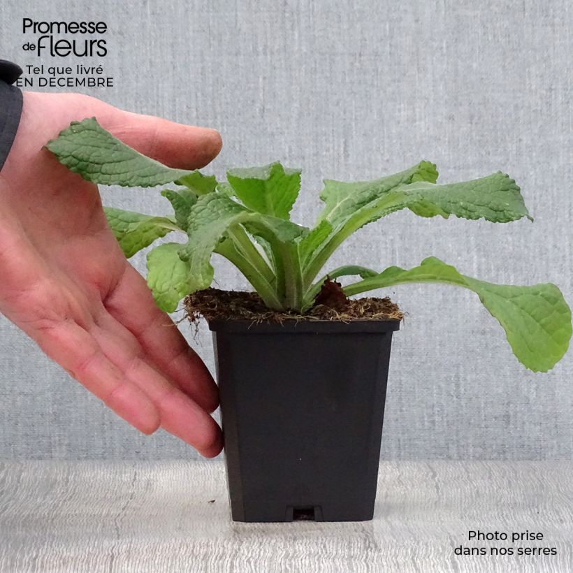 Exemplar von Verbascum phlomoides Spica - Filzige Königskerze Kleine Töpfe von 8/9 cm wie im Winter geliefert