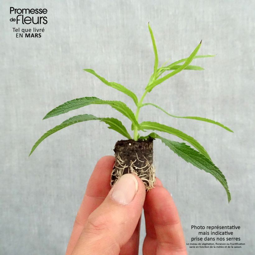Exemplar von Verbena bonariensis Cloud - Argentinisches Eisenkraut Mini-Plug Ø 1,5/2,5 cm wie im Frühjahr geliefert