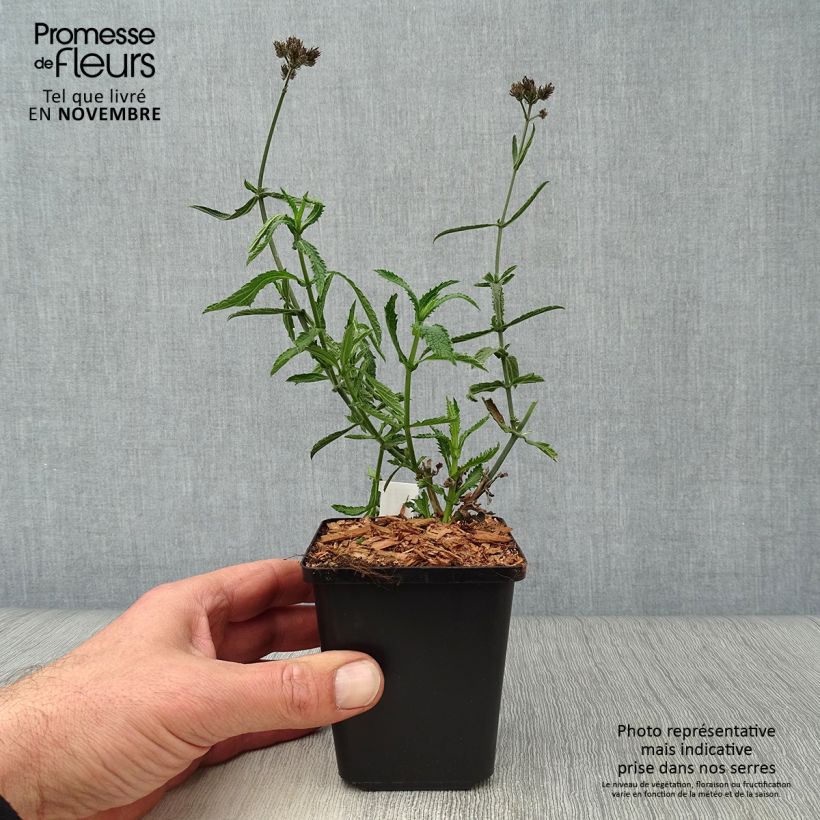 Exemplar von Verbena bonariensis Lollipop - Argentinisches Eisenkraut Kleine Töpfe von 8/9 cm wie im Herbst geliefert