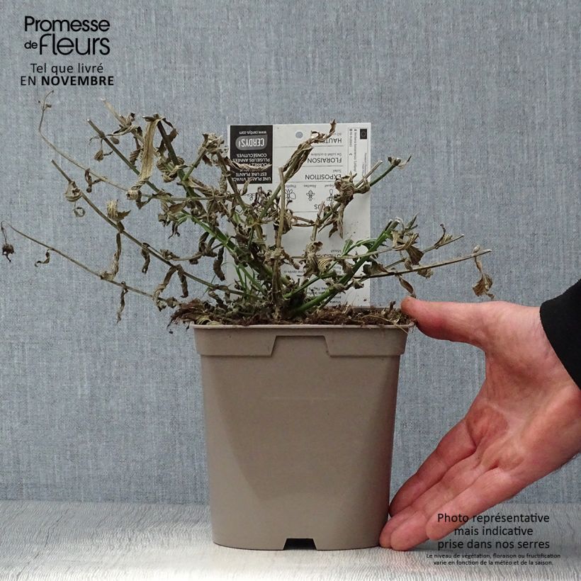 Exemplar von Verbena bonariensis Lollipop - Argentinisches Eisenkraut Topf mit 2L/3L wie im Herbst geliefert
