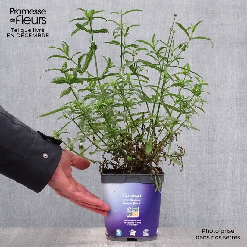 Exemplar von Verbena bonariensis Lollipop - Argentinisches Eisenkraut Topf mit 2L/3L wie im Winter geliefert