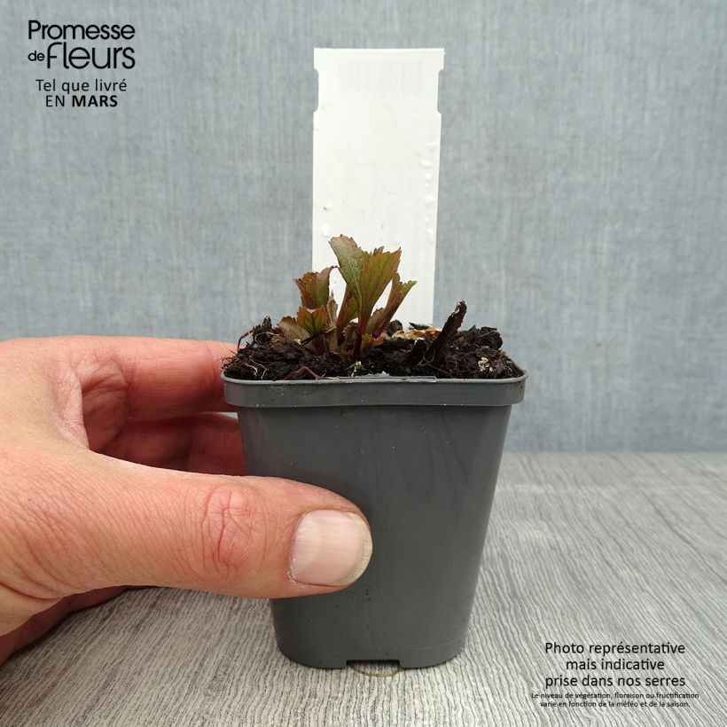 Exemplar von Verbena hastata Blue Spires - Lanzen-Eisenkraut Kleine Töpfe von 8/9 cm wie im Frühjahr geliefert