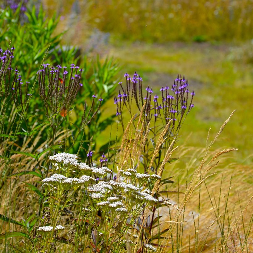 Verbena hastata Blue Spires - Lanzen-Eisenkraut (Hafen)