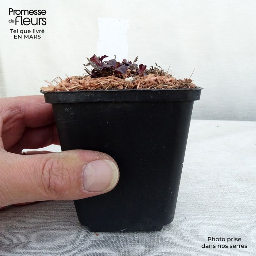 Exemplar von Echtes Eisenkraut Bampton - Verbena officinalis Kleine Töpfe von 8/9 cm wie im Winter geliefert