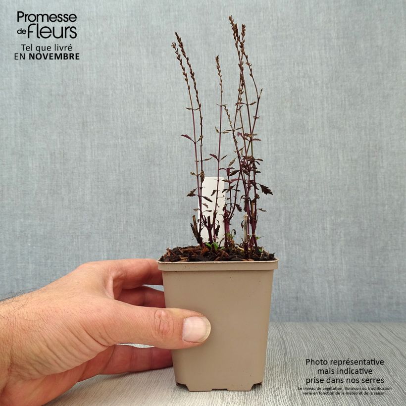 Exemplar von Echtes Eisenkraut Bampton - Verbena officinalis Kleine Töpfe von 8/9 cm wie im Herbst geliefert
