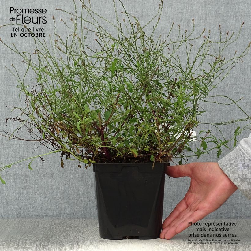 Exemplar von Echtes Eisenkraut Bampton - Verbena officinalis Topf mit 2L/3L wie im Herbst geliefert