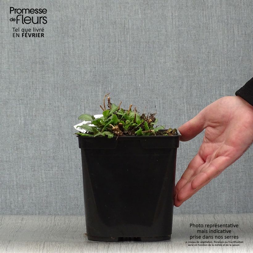 Exemplar von Echtes Eisenkraut Bampton - Verbena officinalis Topf mit 2L/3L wie im Winter geliefert