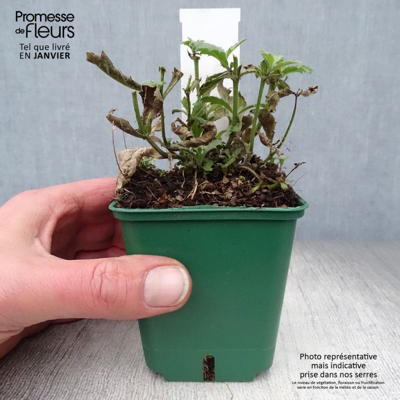 Exemplar von Verbena rigida Venosa - Steifes Eisenkraut Kleine Töpfe von 8/9 cm wie im Winter geliefert