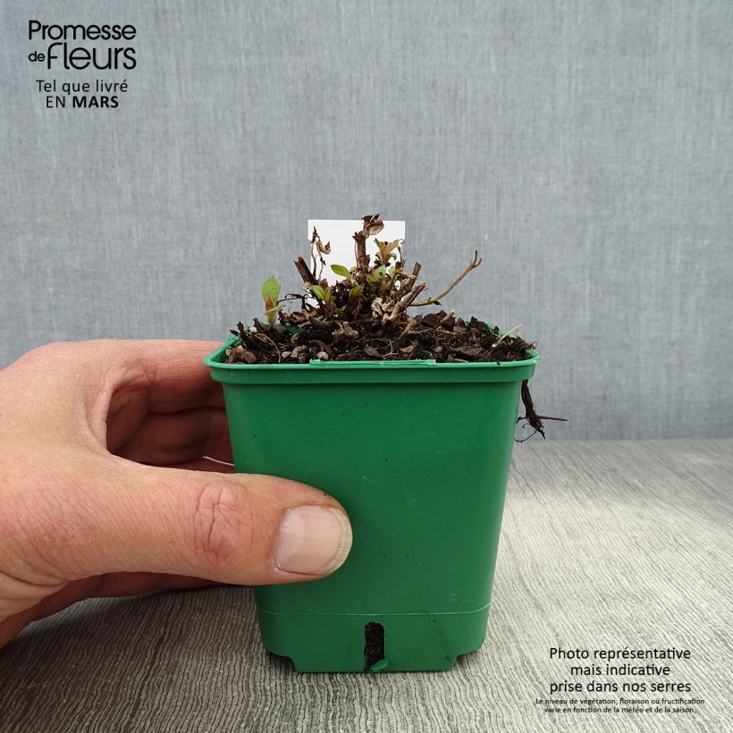 Exemplar von Verbena rigida Venosa - Steifes Eisenkraut Kleine Töpfe von 8/9 cm wie im Frühjahr geliefert