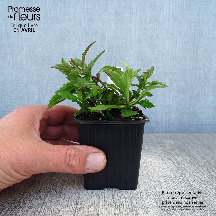 Exemplar von Verbene Lavender Spires Kleine Töpfe von 8/9 cm wie im Frühjahr geliefert