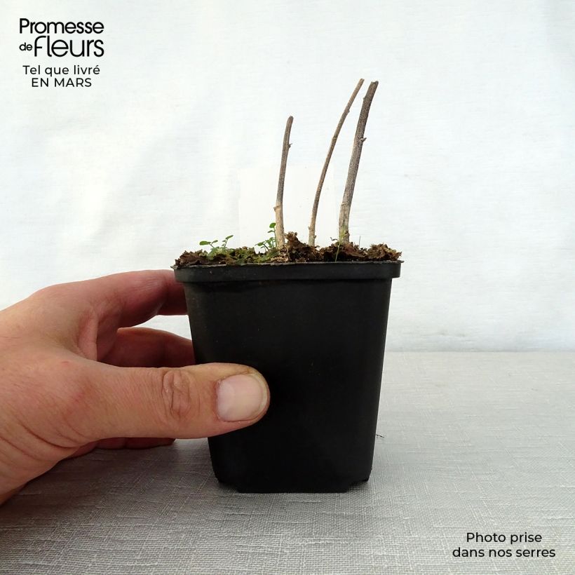 Exemplar von Verbesina alternifolia - Wechselständige Verbesina Kleine Töpfe von 8/9 cm wie im Frühjahr geliefert